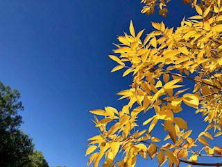 ʫ��حʮ������